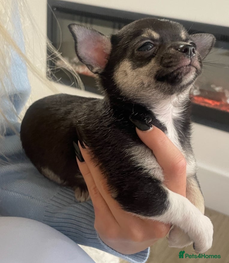 Chihuahua dogs chihuahua pup - Advert 1