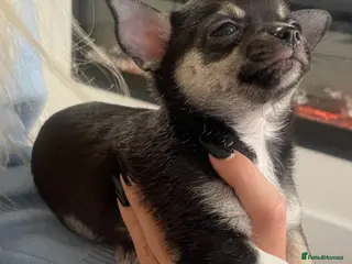 Chihuahua dogs chihuahua pup - Advert 1