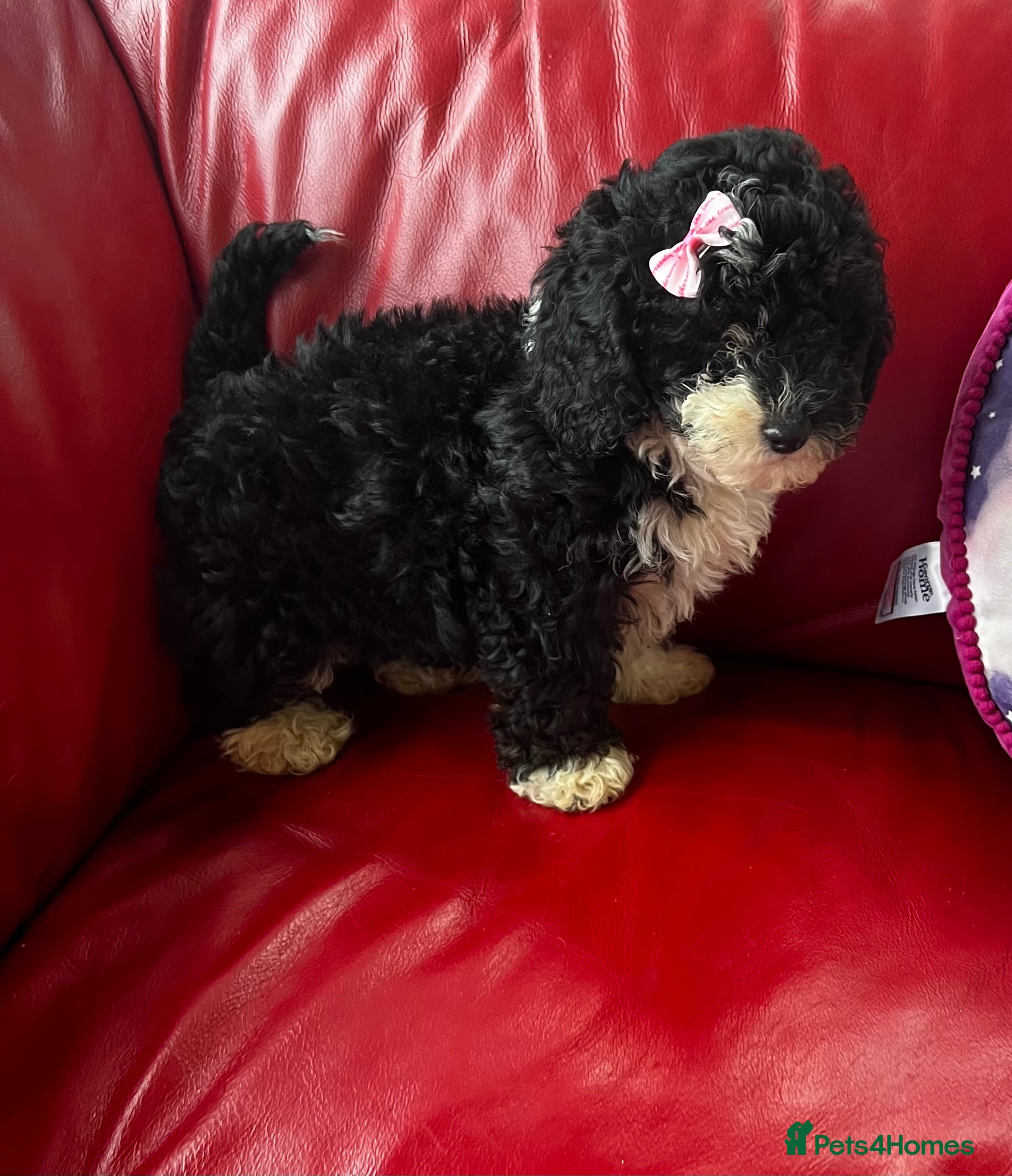 Shihpoo dogs Toy Shihpoo Mix Litter - Advert 3