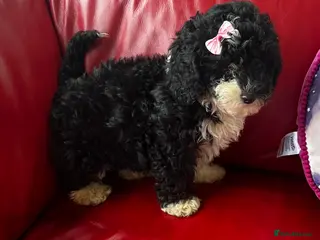 Shihpoo dogs Toy Shihpoo Mix Litter - Advert 3