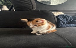 Mixed Breed cats for sale: 2 girls 2 boys beautiful playful kittens - Image 5