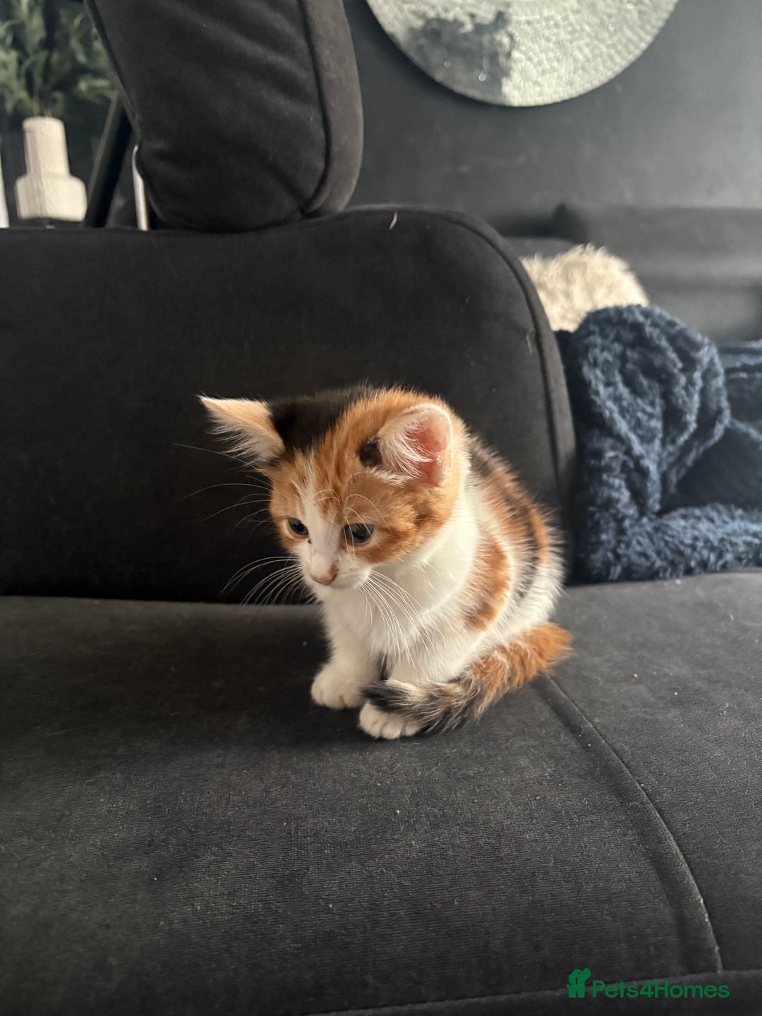 Mixed Breed cats for sale: 2 girls 2 boys beautiful playful kittens - Image 5
