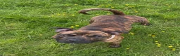 Staffordshire Bull Terrier dogs for stud: Male Staffordshire Bull Terrier For Stud - Advert 4