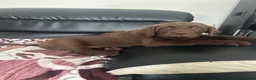 Labrador Retriever dogs for sale: Beautiful Labrador Retriever Puppies for Sale - Advert 5