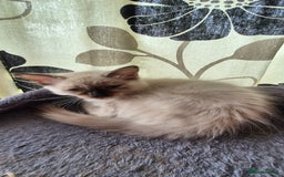 Turkish Angora cats for sale: Turkish angora  - Image 18