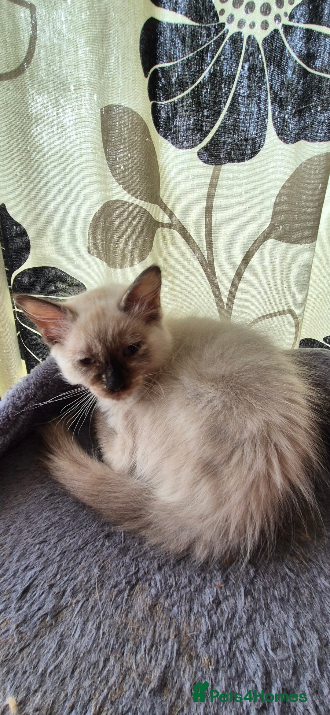 Turkish Angora cats for sale: Turkish angora  - Image 18