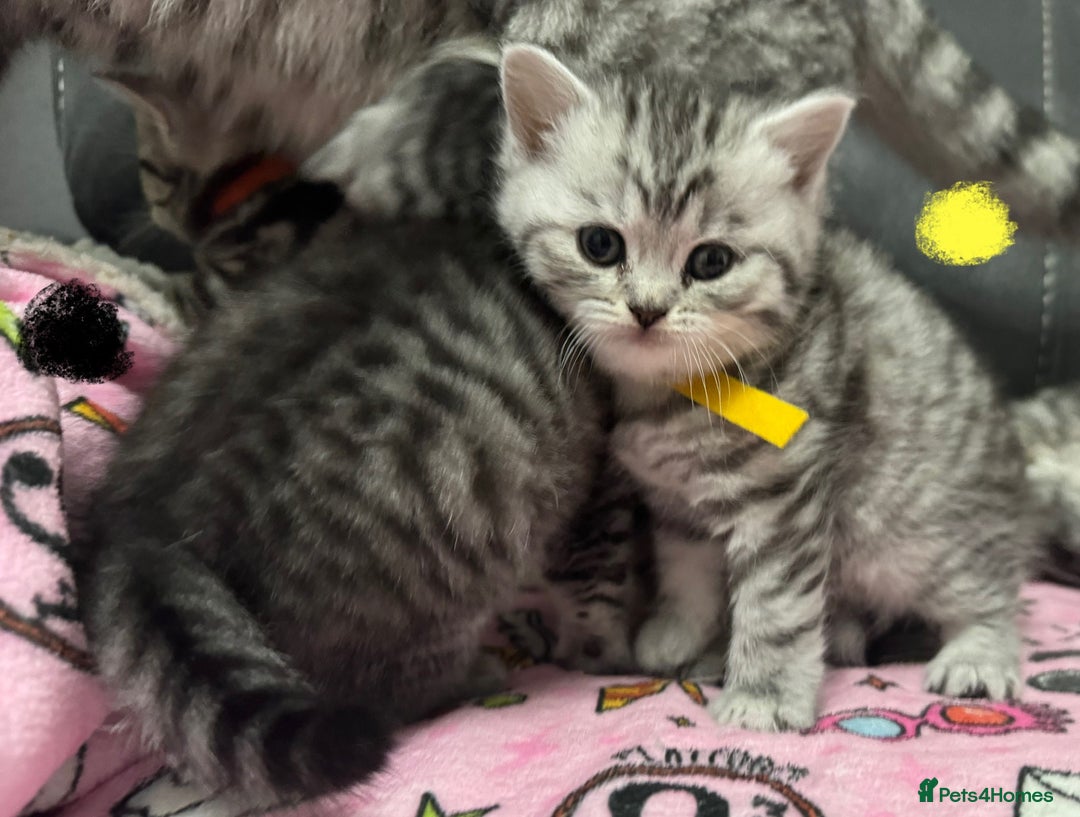 British Shorthair cats for sale: GCCF Reg BSH Silver Tabby & Spotted kittens - Advert 15