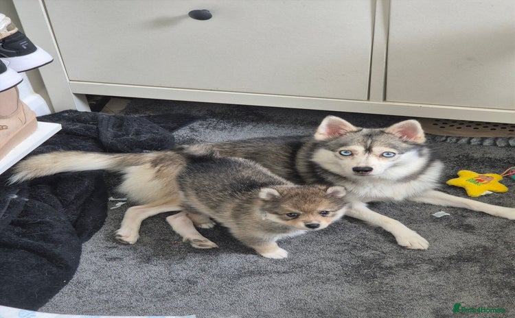 Siberian Husky dogs - Advert 1