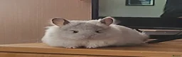 Chinchilla rodents for sale: Fluffy Mosaic Bdc Angora female Chinchilla  in Stoke-on-Trent - Advert 1