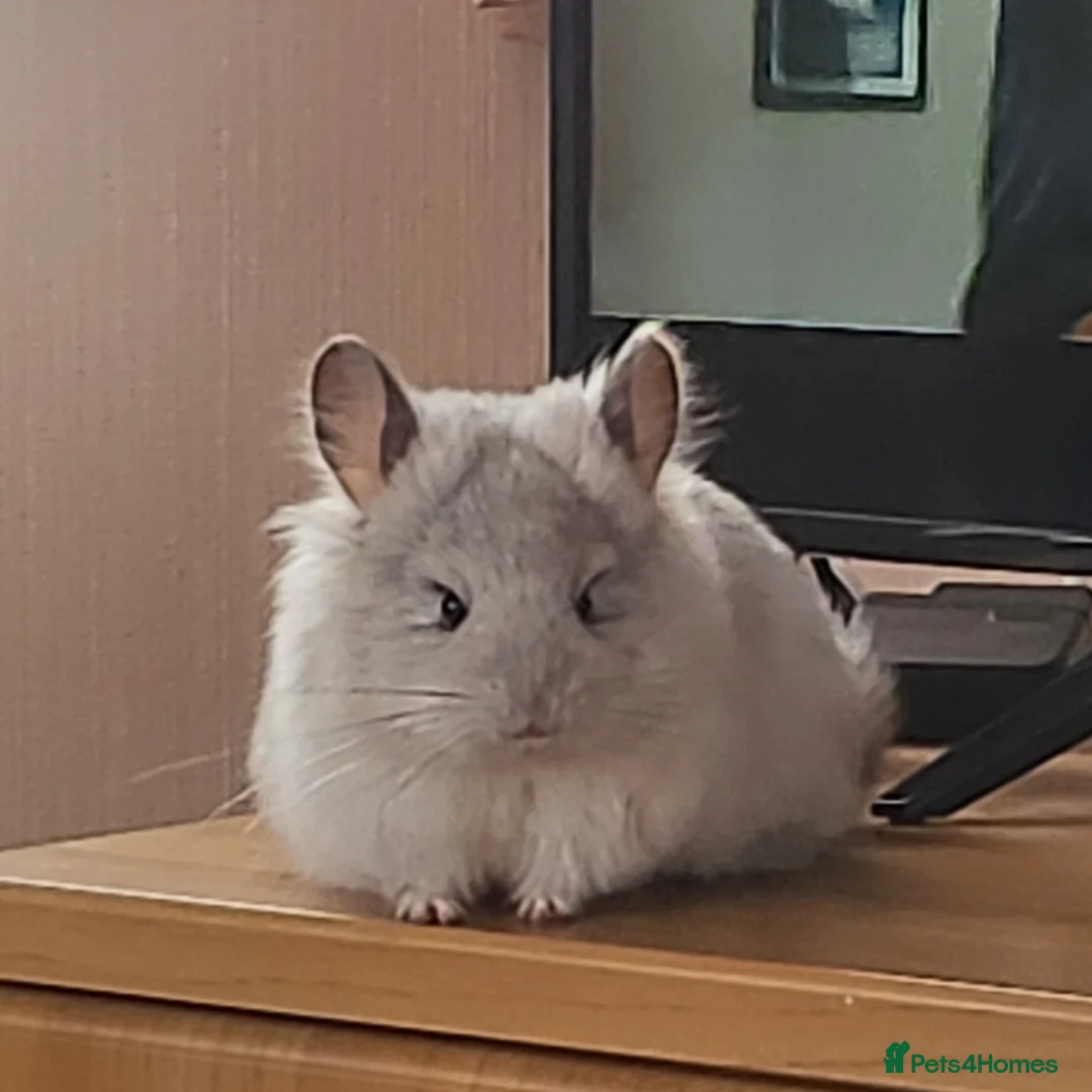 Chinchilla rodents for sale: Fluffy Mosaic Bdc Angora female Chinchilla  in Stoke-on-Trent - Advert 1