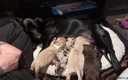 Mixed Breed dogs for sale: Adorable Daschund x spaniel pups  - Advert 7