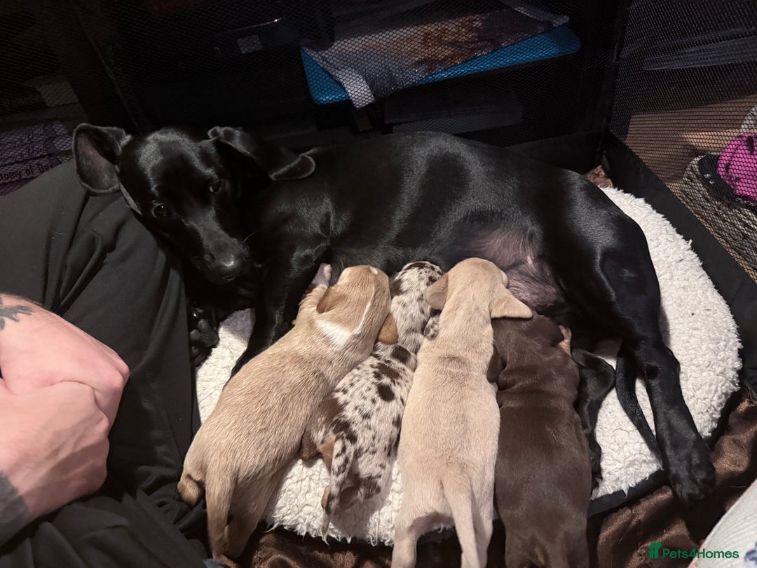 Mixed Breed dogs for sale: Adorable Daschund x spaniel pups  - Advert 7