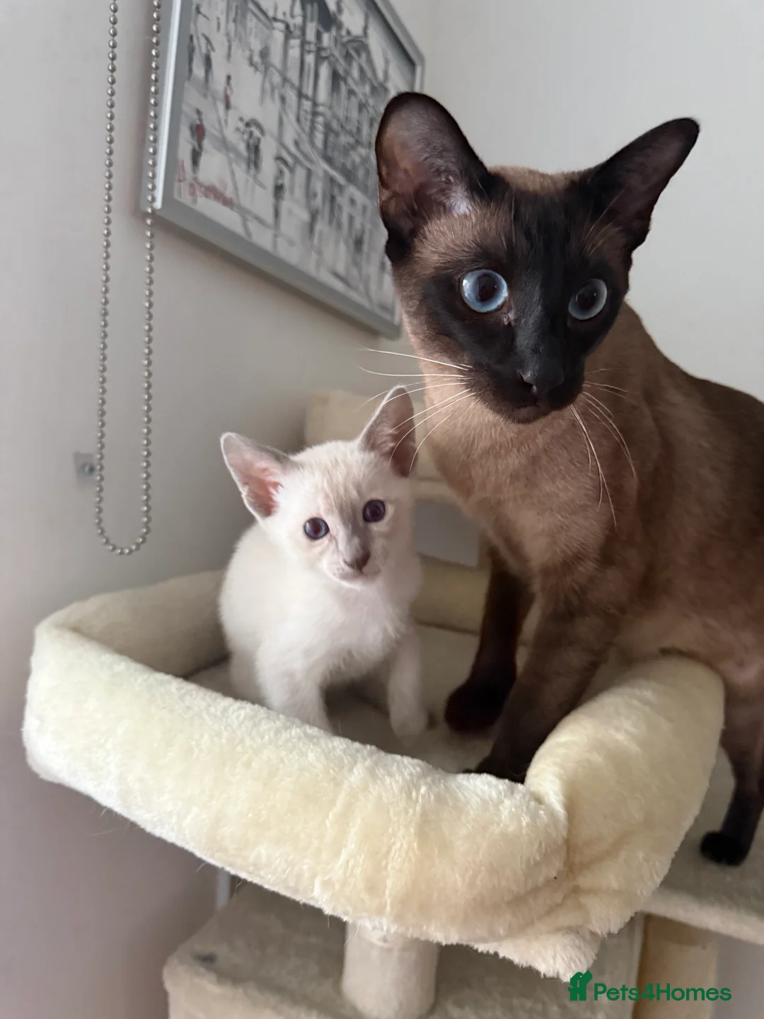 Siamese cats for sale: 3 adorable Siamese kittens 😻 - Advert 10