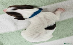 English Springer Spaniel dogs for sale: KC Quality English Springer Spaniels - Image 35