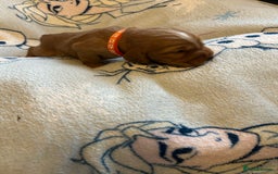 Cocker Spaniel dogs for sale: First and last litter top class red cockers - Image 5