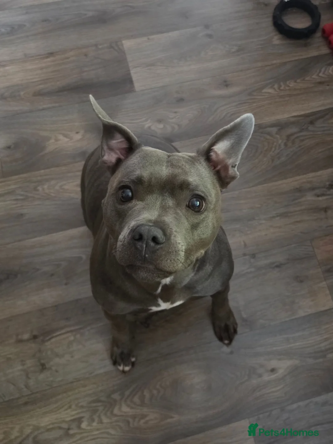 Staffordshire Bull Terrier dogs for sale: 3 year old Staffordshire bull terrier  in Southampton - Advert 2