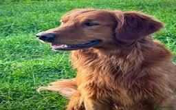 Golden Retriever dogs for sale: Confirmed Pregnancy Litter - Puppies Due Soon - Image 9