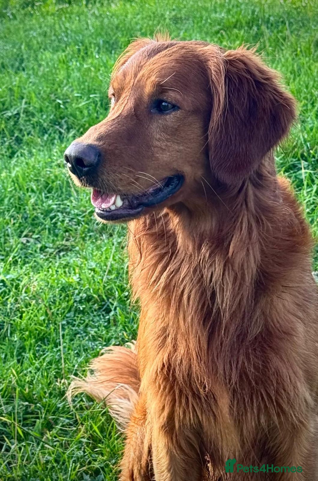 Golden Retriever dogs for sale: Confirmed Pregnancy Litter - Puppies Due Soon - Image 9