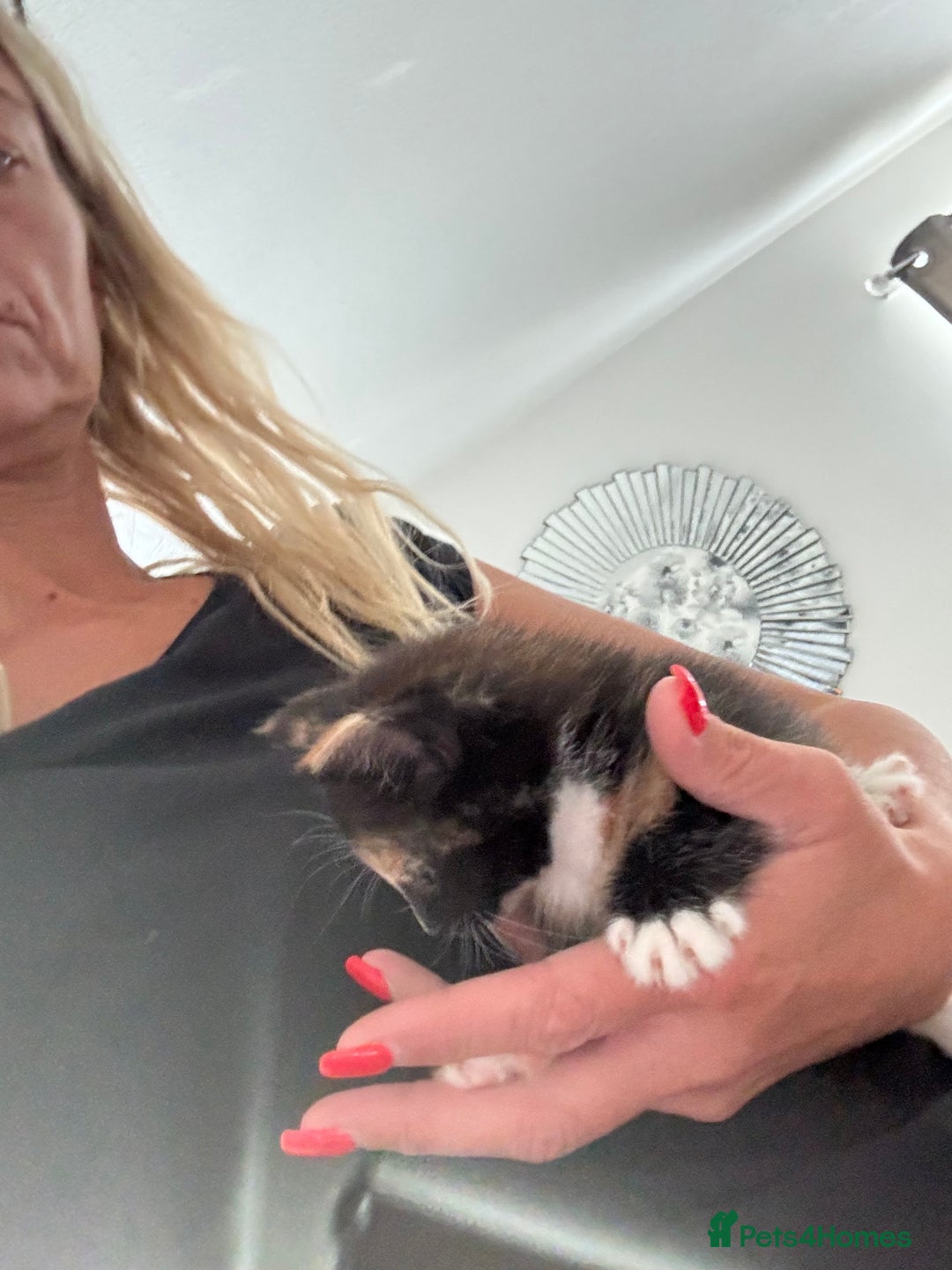 Mixed Breed cats for sale: Kittens ready now  - Image 6