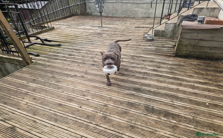 Staffordshire Bull Terrier dogs - Advert 1