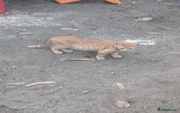 Mixed Breed cats for sale: 3-4 month kitten called Tom - Image 2