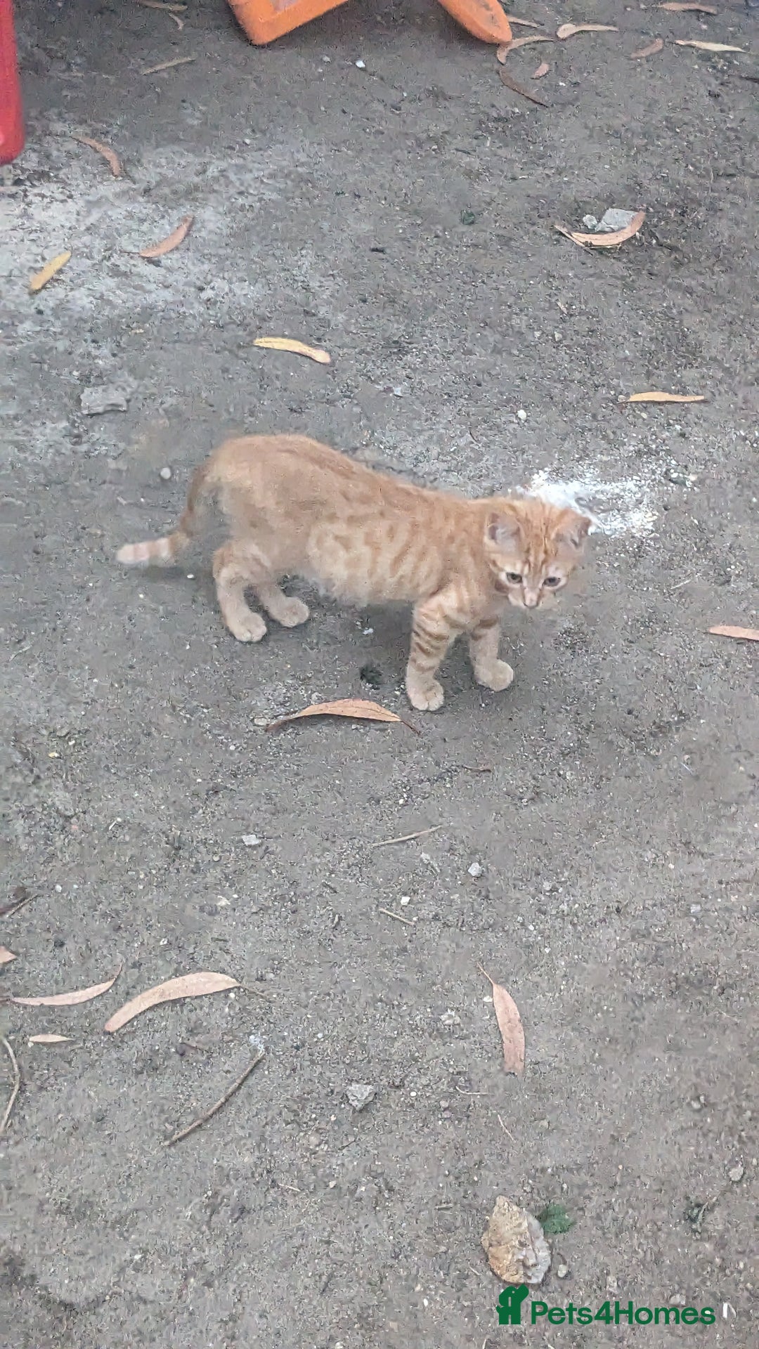 Mixed Breed cats for sale: 3-4 month kitten called Tom - Image 2