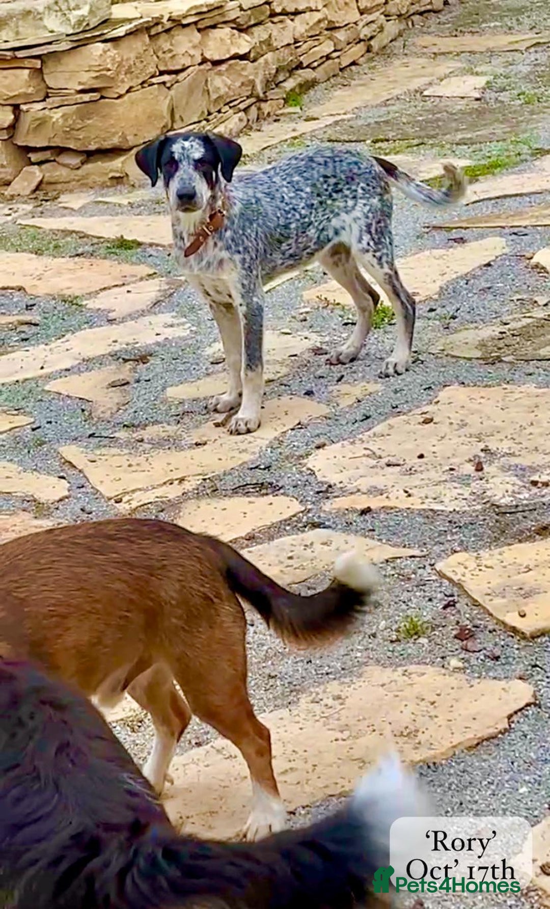 Mixed Breed dogs for adoption: Rory, 6-7 months approx. Available for adoption. - Advert 29