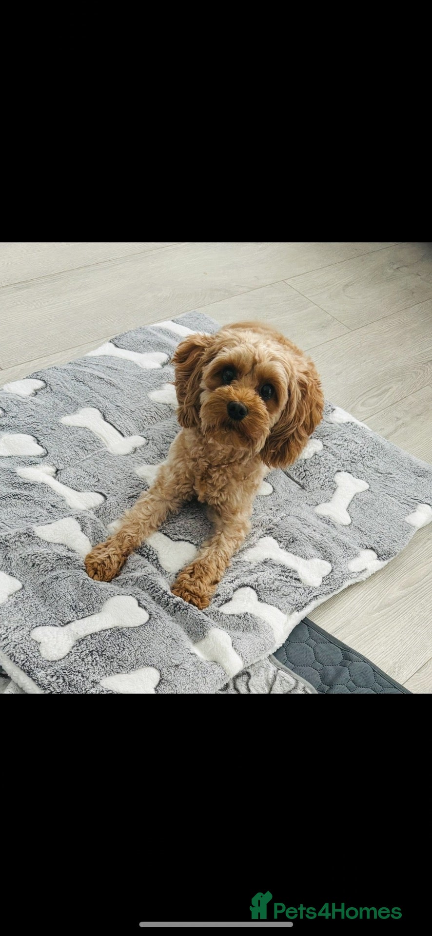 Cavapoo dogs Beautiful Cavapoo F1B Puppies - Advert 2