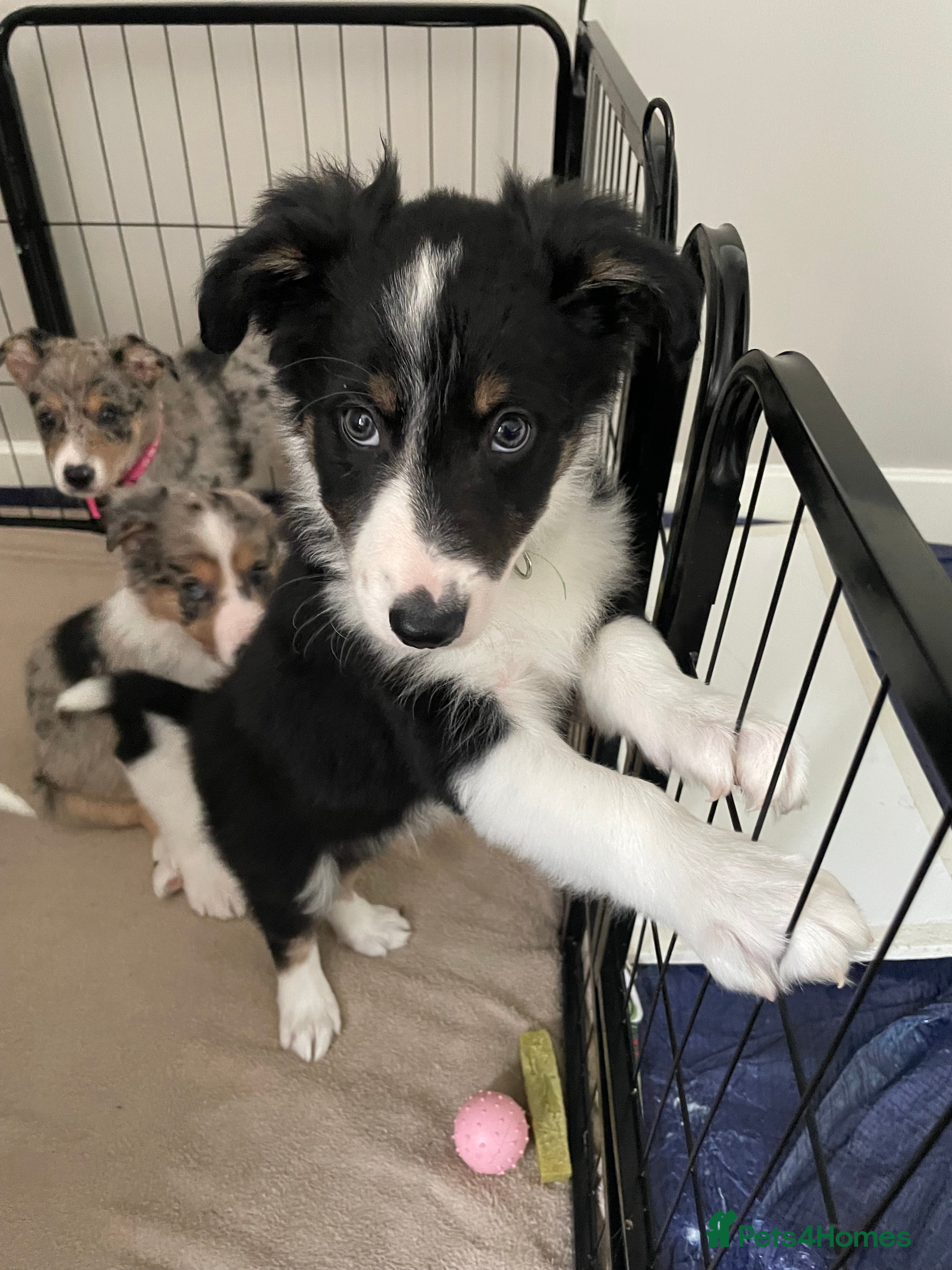 Australian Shepherd dogs Australian Shepherd Dogs  - Advert 2