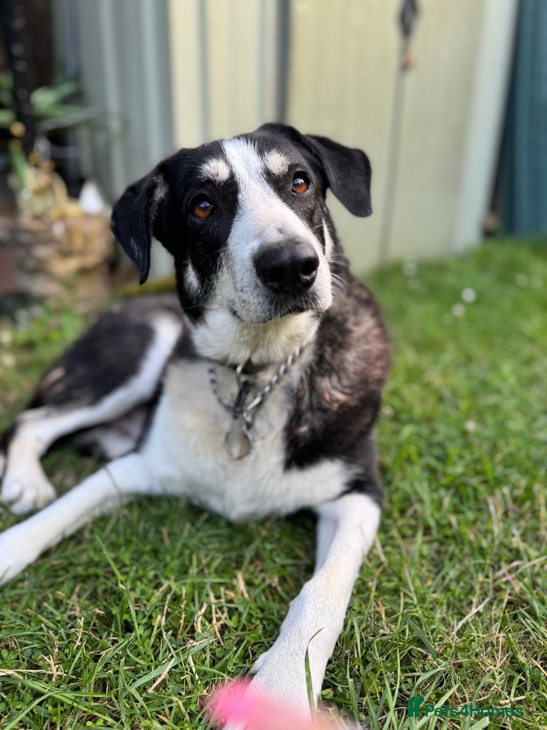 Mixed Breed dogs for adoption: Sandy - His Fosterer Has Sadly Passed Away - Advert 2