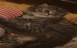 Siberian cats for sale: Siberian GCCFxGolden Chinchilla GCCF - Advert 19