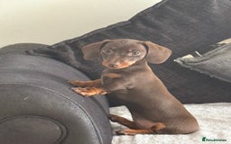 Miniature Dachshund dogs for sale: Miniature Dachshunds - Image 33