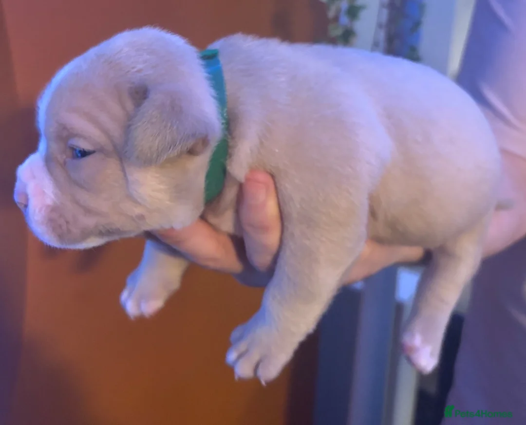 American Bully dogs for sale: Pocket Bully puppies  - Advert 5