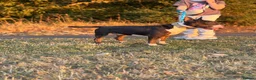 English Bull Terrier dogs for stud: Tri English bull terrier stud proven - Advert 10