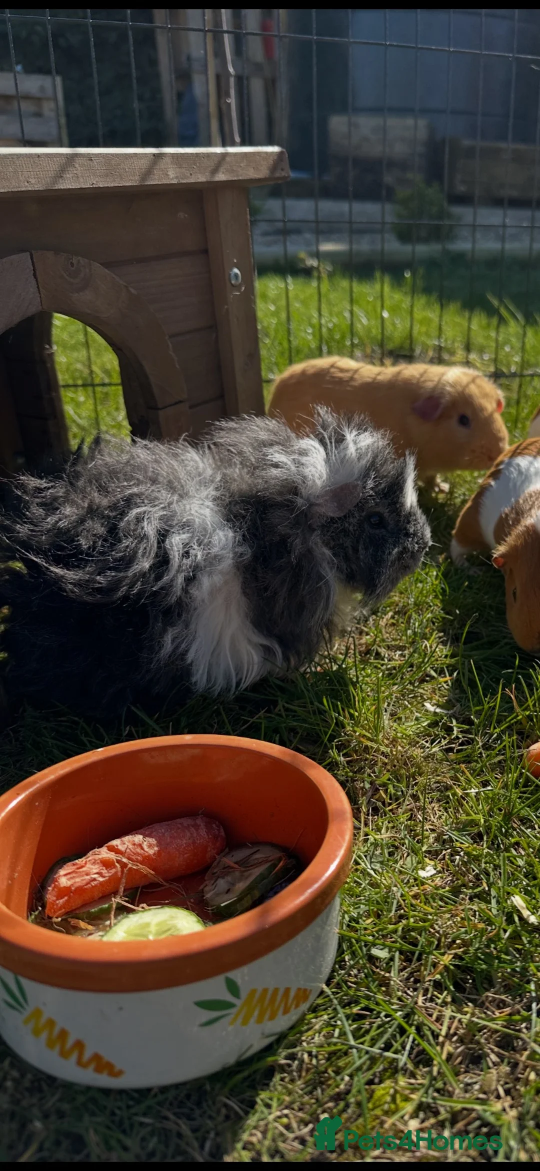 Guinea Pig rodents for sale: Baby Guinea Pig’s For Sale - Advert 14