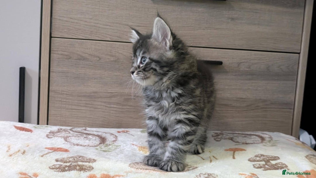 Maine Coon cats for sale: Maine Coon - Image 12