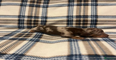 Miniature Dachshund dogs Miniature dachshunds  - Advert 2