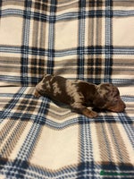 Miniature Dachshund dogs Miniature dachshunds - Advert 2