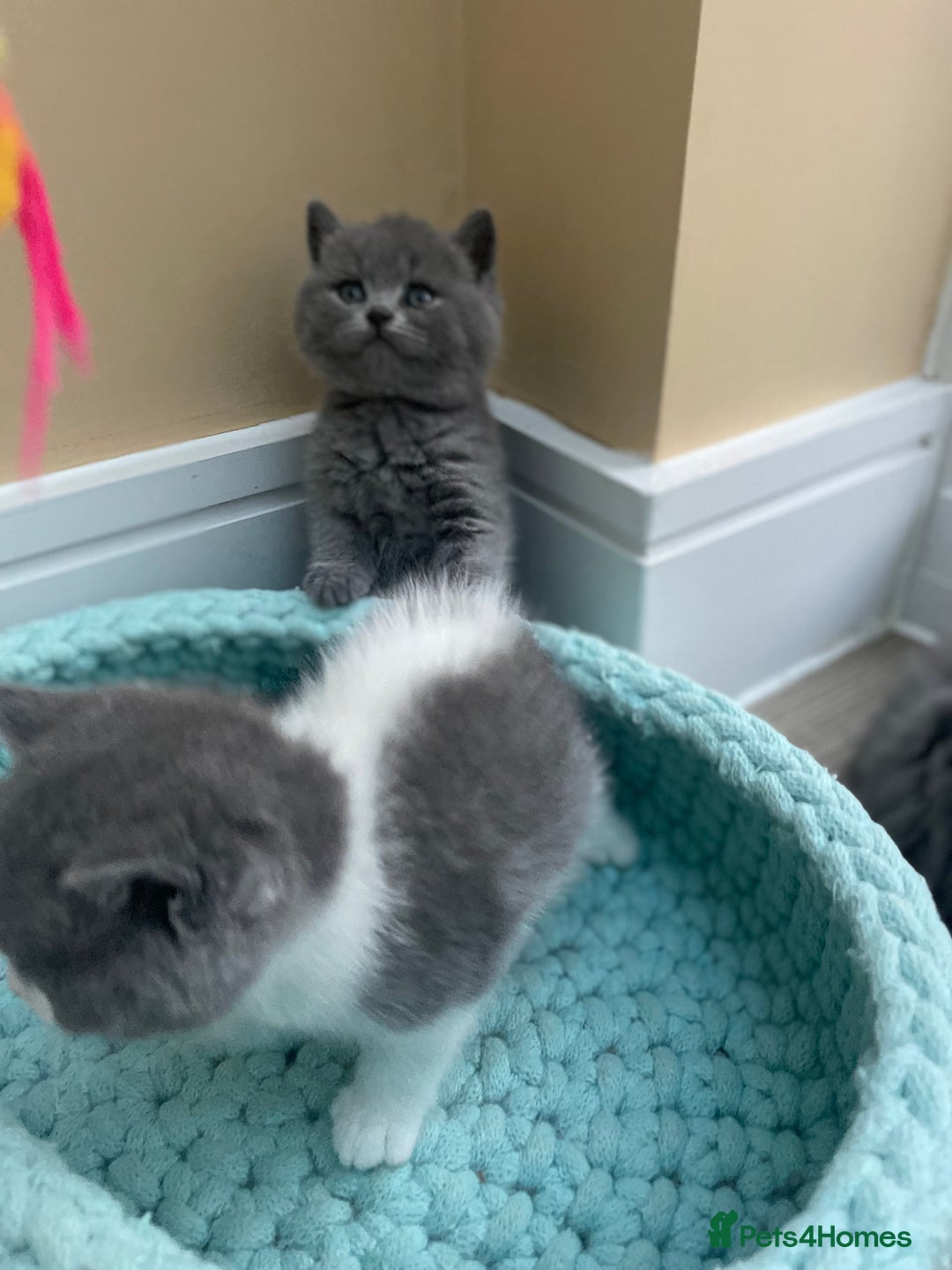 British Shorthair cats for sale: Champion Bloodline British Shorthair/Longhair - Image 15