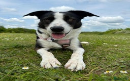 Border Collie dogs for sale: Sad rehome due to change in circumstances  - Image 5