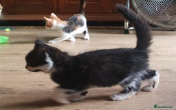 Mixed Breed cats for sale: Fluffy and short haired bundles of joy - Image 10
