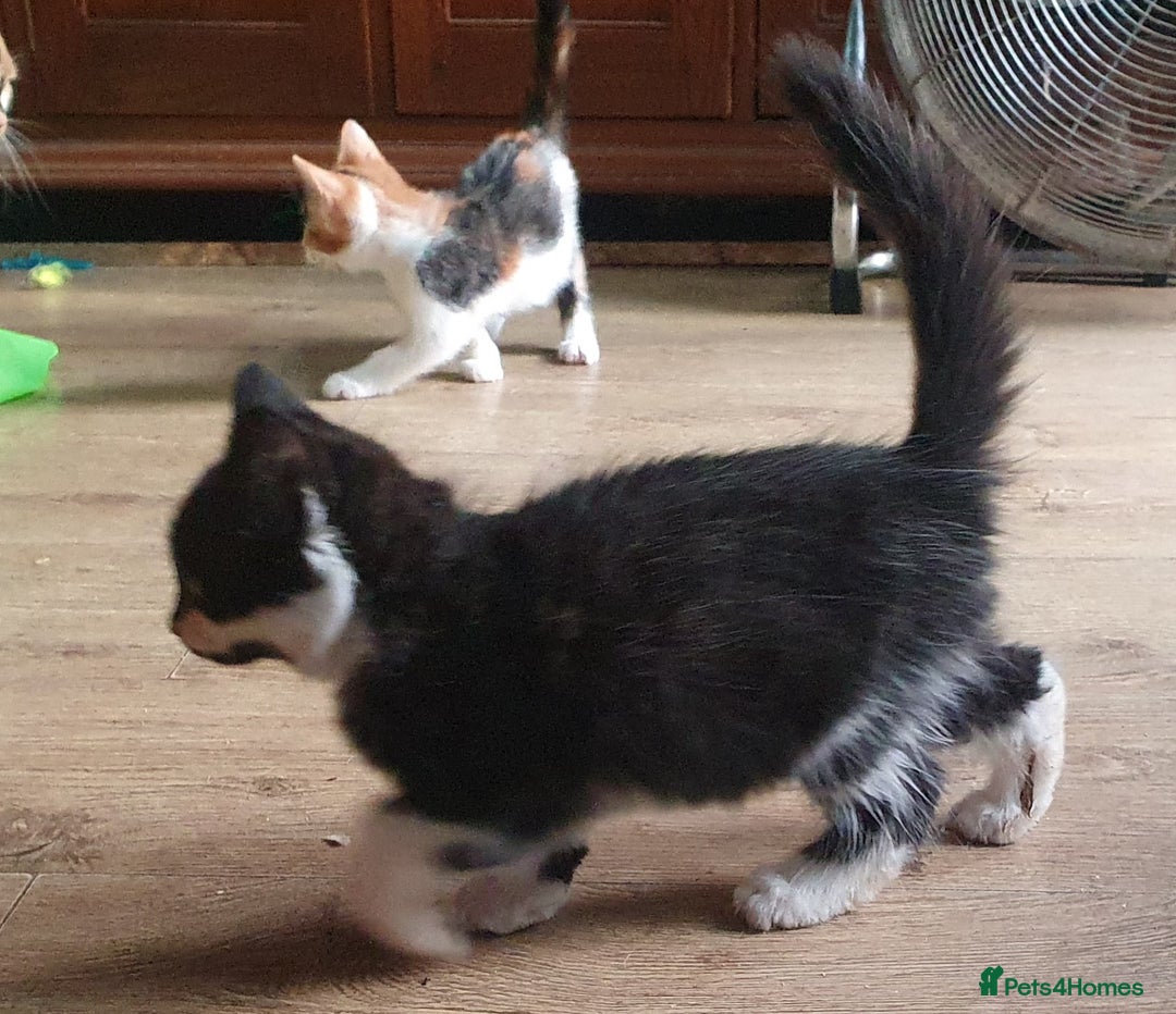 Mixed Breed cats for sale: Fluffy and short haired bundles of joy - Image 10