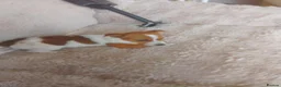 Jack Russell dogs for sale: Farmer pet jack Russell  - Advert 7