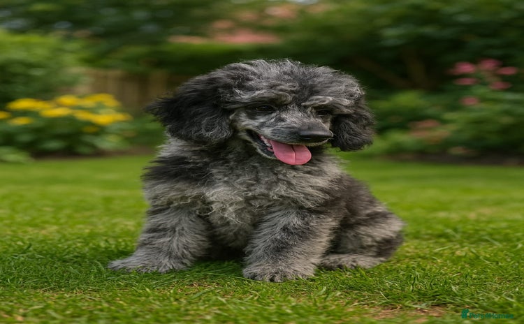 Toy Poodle dogs - Advert 7