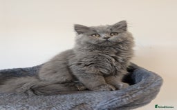 British Shorthair cats for sale: Reduced British Shorthair kittens Ready  - Image 6