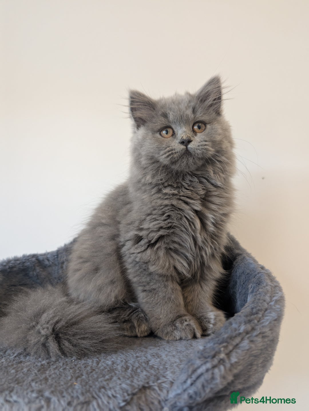 British Shorthair cats for sale: Reduced British Shorthair kittens Ready  - Image 6