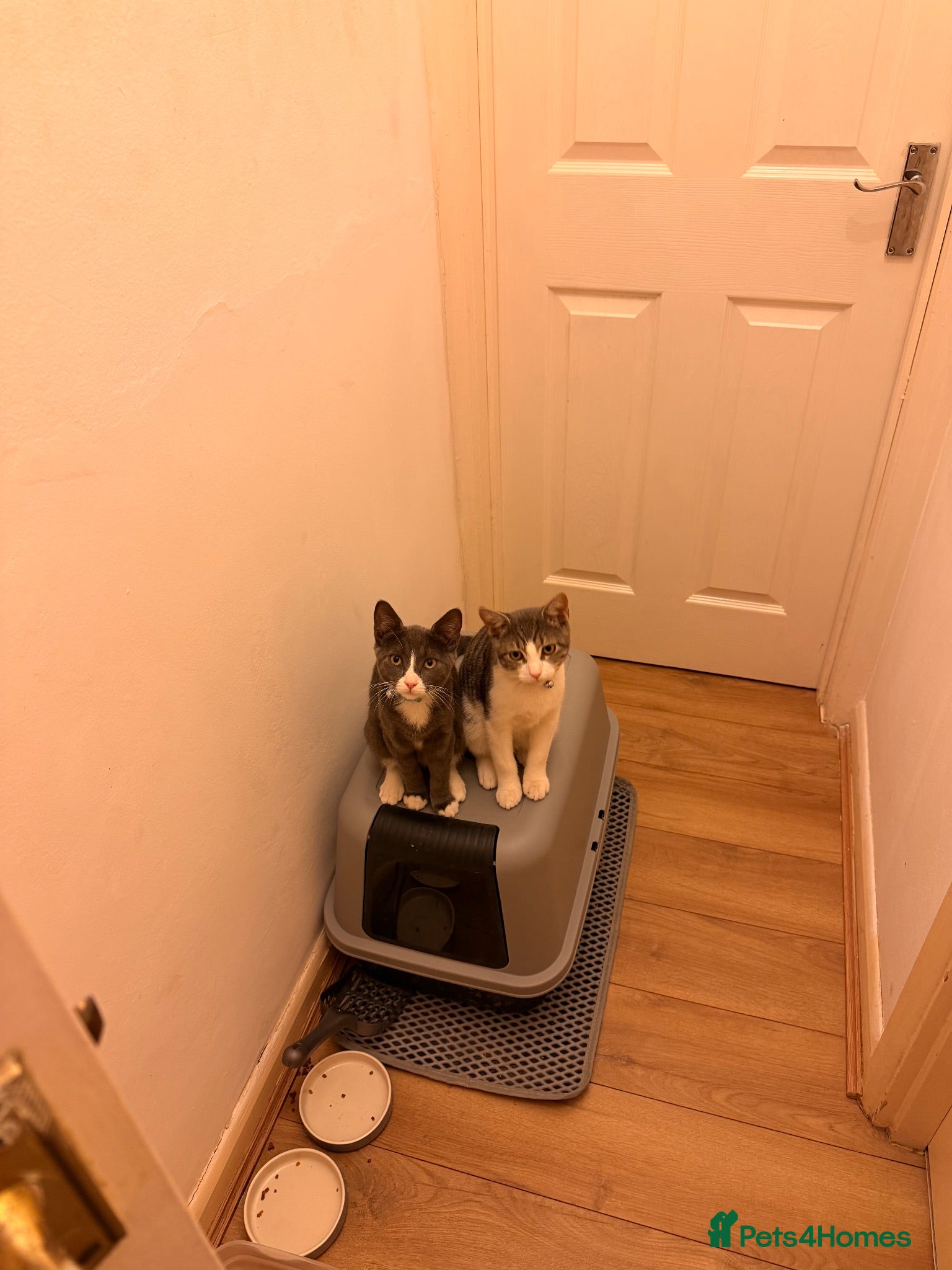 Mixed Breed cats Two gorgeous kittens  - Advert 9