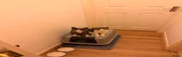 Mixed Breed cats for sale: Two gorgeous kittens  - Advert 2