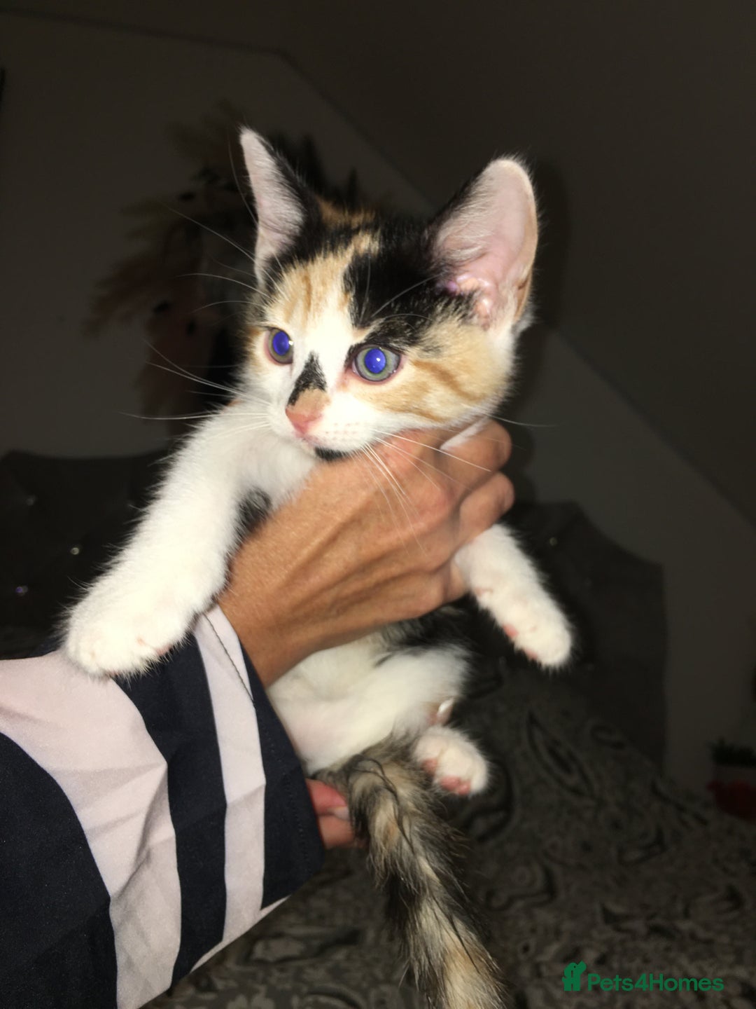 British Shorthair cats for sale: Fluffy ginger kitten - Image 1