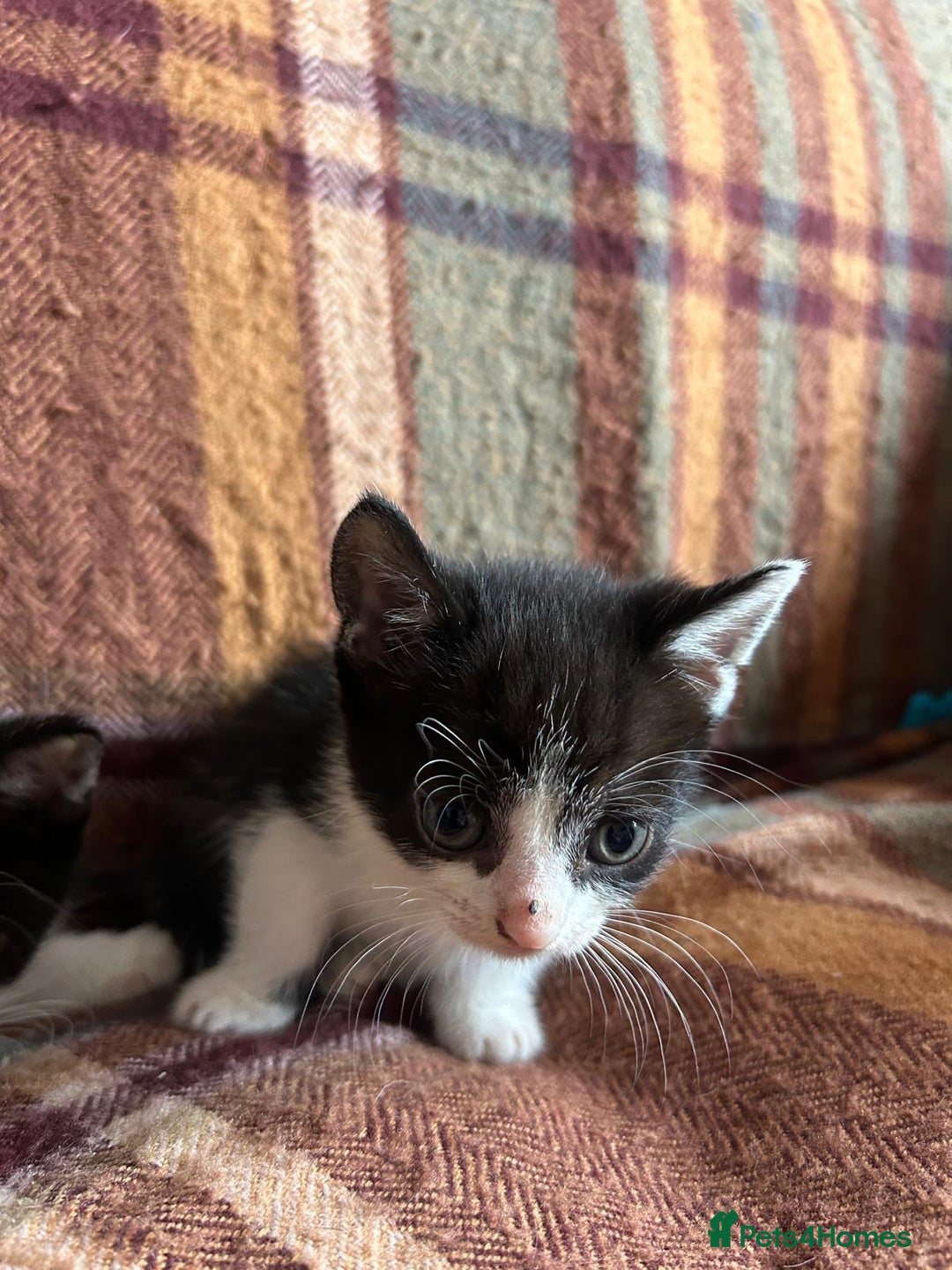 Mixed Breed cats for sale: beautiful kittens for sale  - Image 5